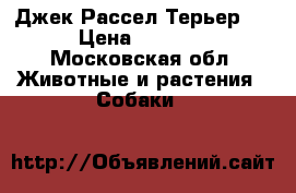 Джек Рассел Терьер,  › Цена ­ 8 000 - Московская обл. Животные и растения » Собаки   